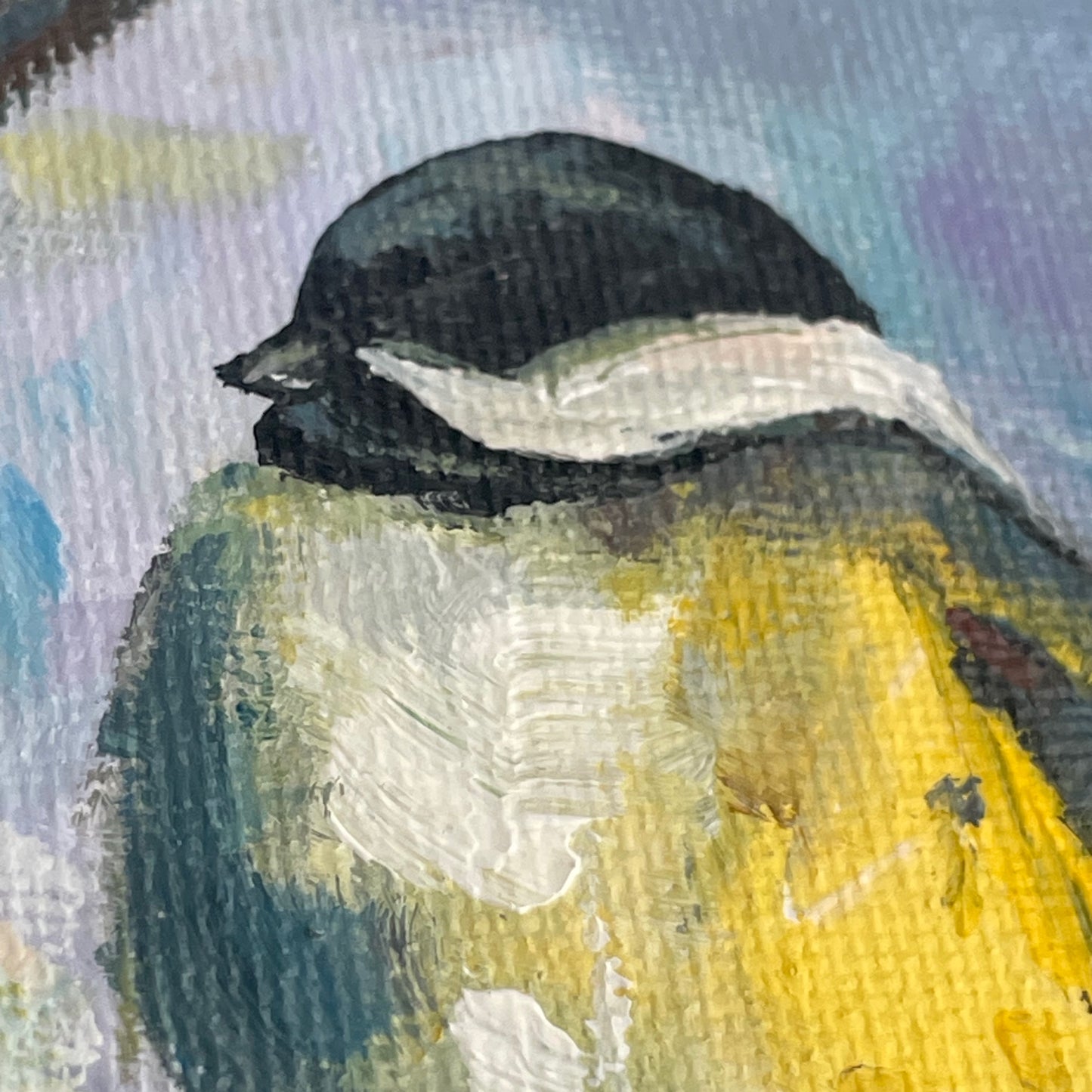 Snow birds. Chickadee