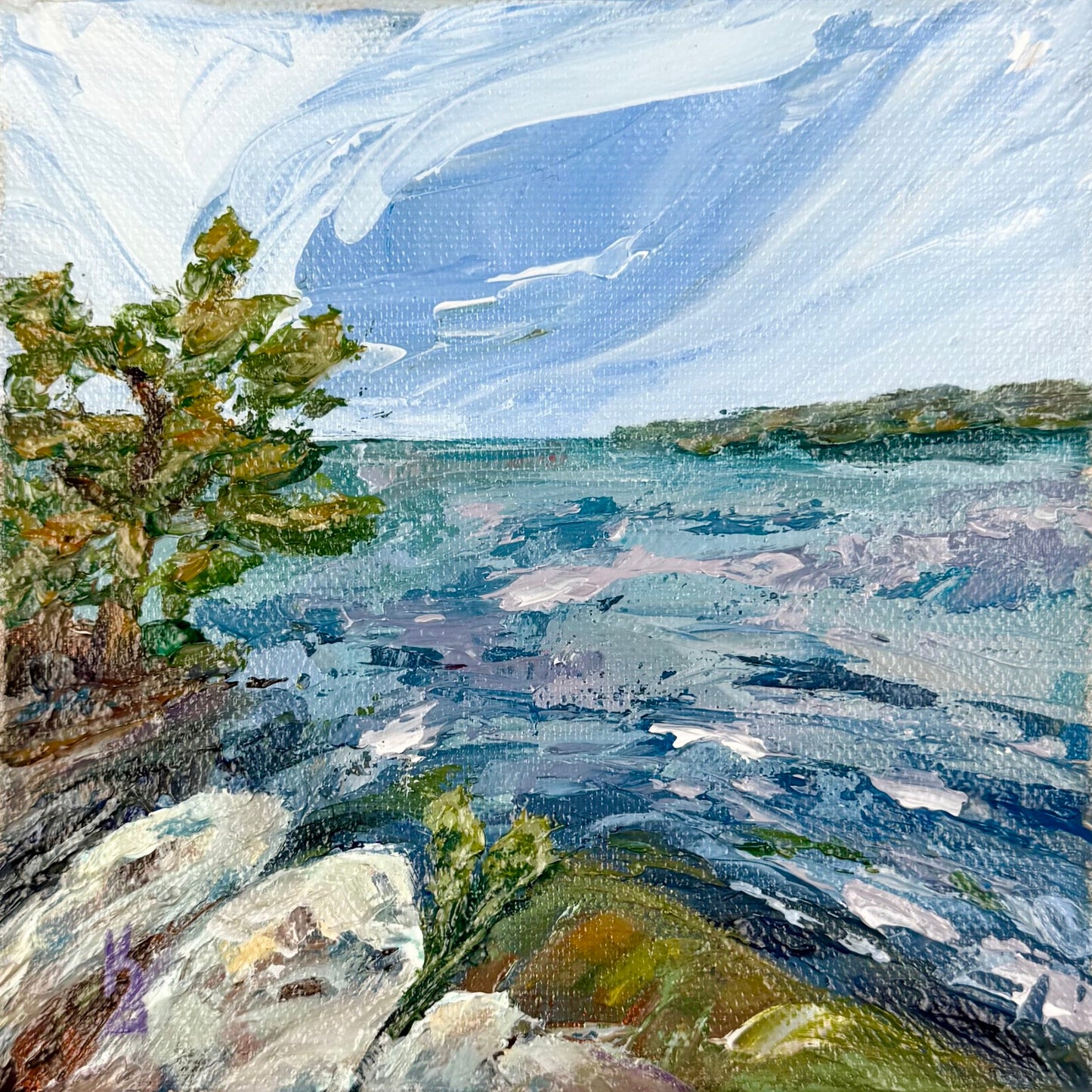 Rainy Lake Pines